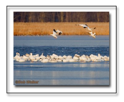 Snow Geese Landing