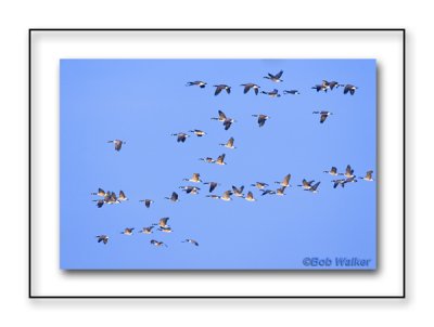 It's Fall Migration Time As The Canada Geese Make Their Way South