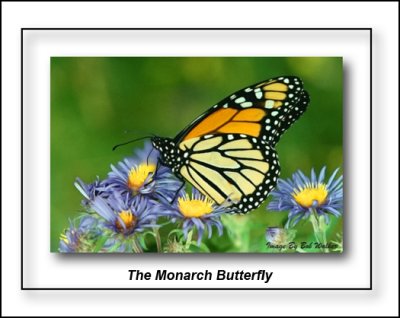 Monarch Butterfly A Beautiful Butterfly To watch