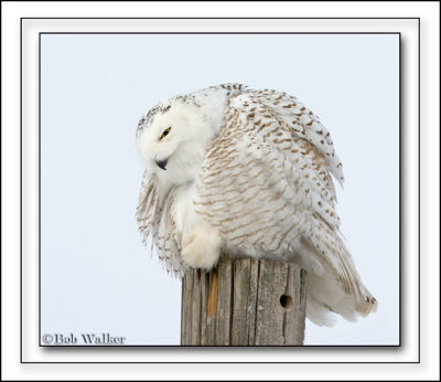 Again The Snowy Owl Puffs Out It's Feathers & Down To Keep Warm. An Often Seen Ritual.