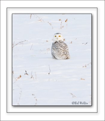 A Snowy Owl Out In The Field