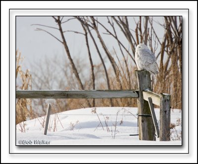 The Snowy Owl Using A Fence Post As It's Vantage Point For Hunting