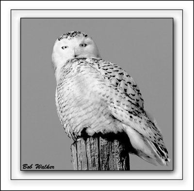 Snowy Owl In Black And White