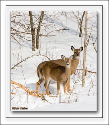 Two White-tail Deer Roaming The Edge Of Woodland Lots