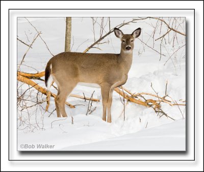 White-tail Deer Just Watching It's Unexpected Visitor