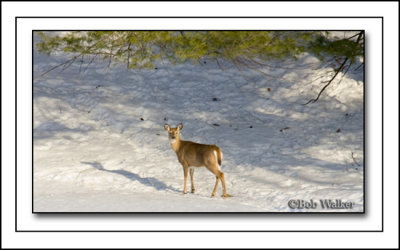 White-tail Deer Roams The Woods In Search Of Food