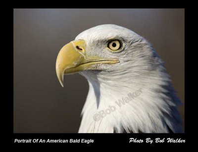 Portrait Number Two Of The American Bald Eagle