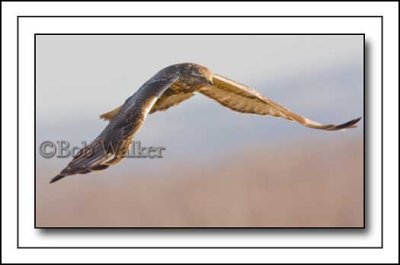 Immature Red-tailed Hawk Gliding Over Agriculural Fields