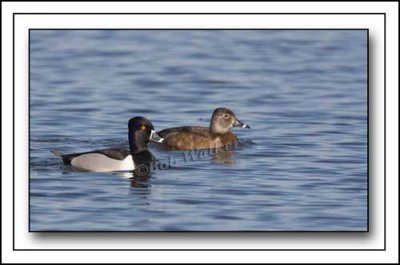 Ring-neck  Ducks, Drake And Hen