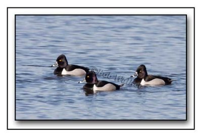 Ring-neck Drakes Hanging Out