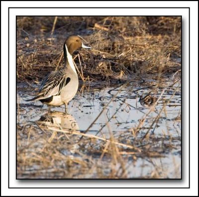 Pintail Standing And Watching In Morning Light