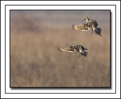 Pintails About to Land