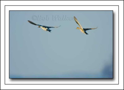 Male And Female Pintails In Flight Over Wetland
