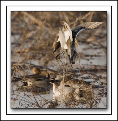 Pintail Looking For A Place To Land