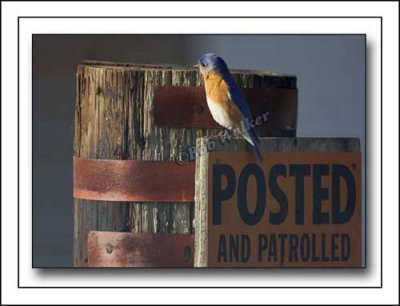 Eastern Bluebird Patrol?