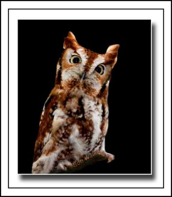 Eastern Screech Owl (Otus asio)