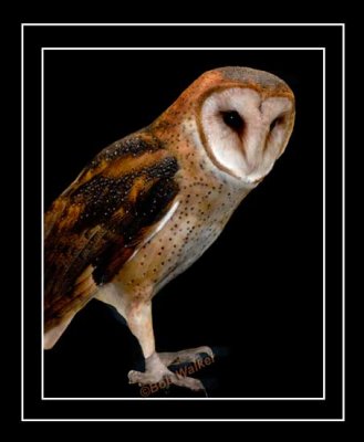 Barn Owl (Tyto alba)