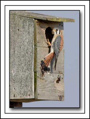 The Male American Kestrel Briefly Lands At It's Birdhouse