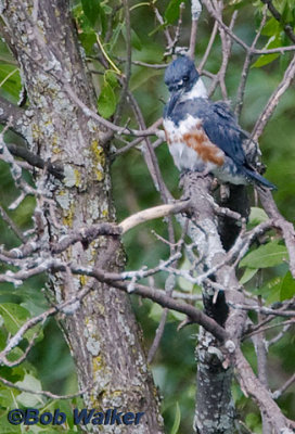 Belted Kingfisher