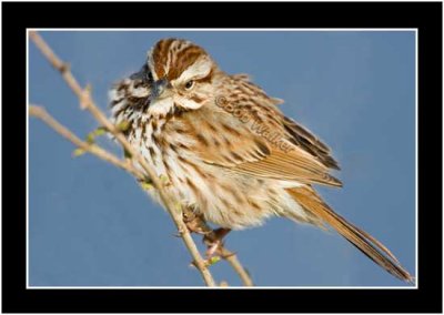 Song Sparrow (Melospiza melodia)