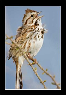 A Song Sparrow Singing A Sure Sign Of Spring