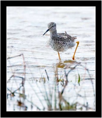 Greater Yellowlegs In Search Of It's Meal