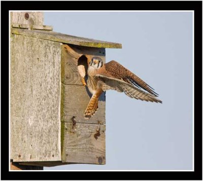 The American Kestrel About To Leave