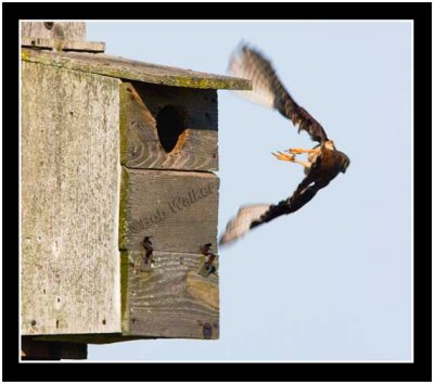 The American Kestrel Flies Off Once Again In He's Search For Food