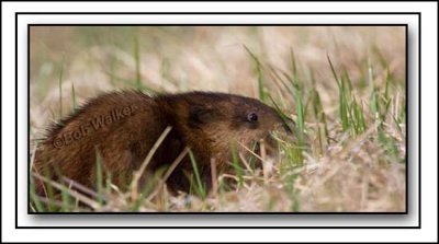 A Muskrat Feeding In The Grass