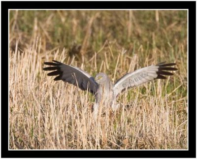 An Adult Harrier Seen In The Field As It Pounced On It's Victim In Pursuit Of It's Meal