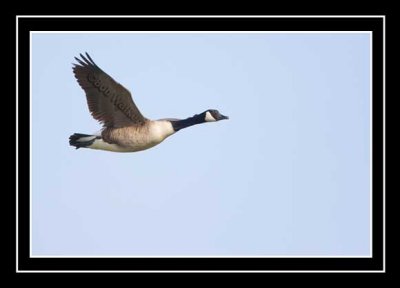 Canada Goose At Migration Time