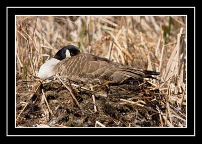 A Canada Goose On Her Nest