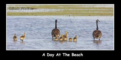 A Day At The Beach With Mom And Pop