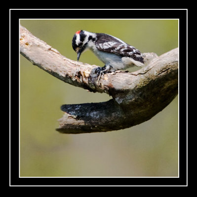 A Downy Woodpecker Busy At Work