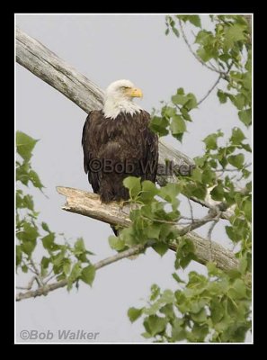 An Eagle Patiently Keeps Watch