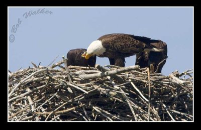 Just One Of The Rituals After Giving Birth To The Eaglets