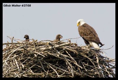 Keeping Watch Over The Young