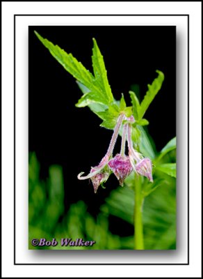 Water Avens (Purple)