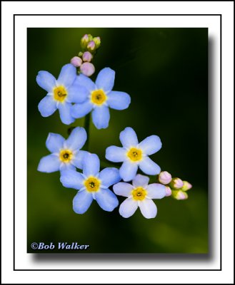 True Forget-me-not