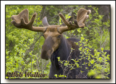 Spring Bull Moose Feast On The Vegetation Around Them