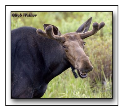 Another Bull Moose That Seems To Be Telling Me Something