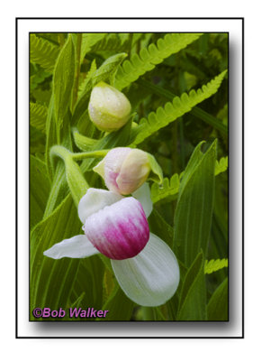 Showy Lady's Slippers All In A Row