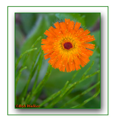 Orange Hawkweed (Hieracium aurantiacum)