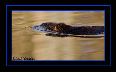 The Beaver Are Active In Early Morning As They Search For Food In The Spring