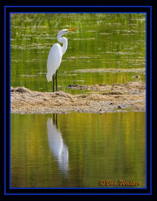 Great Egret Reflection