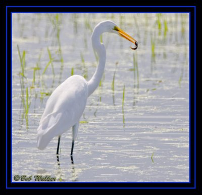 A Morsel Of Food For The Great Egret