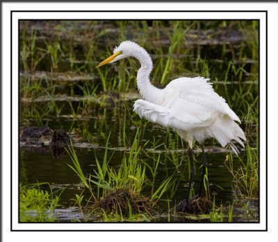 The Great White Egret Gallery