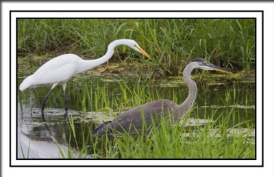 Great Egret And Blue Heron Fishing Friends?