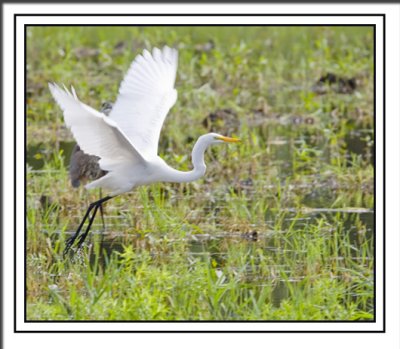 Great Egret Takes Flight Leaving His Blue Heron Friend Behind