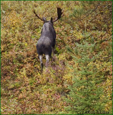 And The Bull Moose Went On It's Way